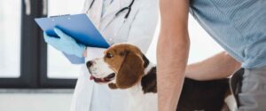 Mi Perro Beagle Tiene Cáncer, ¿Qué Debo Hacer Y Cuál Tratamiento Necesita?