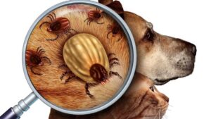 Mi Perro Beagle Tiene Garrapatas, ¿Qué Debo Hacer Para Eliminarlas?: Consejos