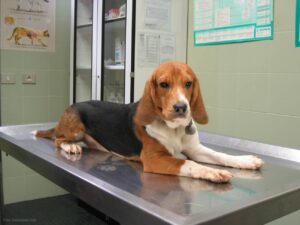 Mi Perro Beagle Tiene Gusanos, ¿Qué Debo Hacer, Cómo Eliminarlos Y Cuál Es El Tratamiento?
