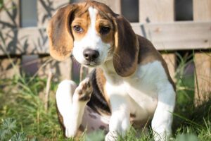 Mi Perro Beagle Tiene Pulgas, ¿Qué Debo Hacer?: ¿Cuáles Son Los Síntomas?