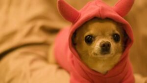 Mi Perro Chihuahua Está Resfriado: ¿Cómo Puedo Evitarlo Y Cómo Curarlo?