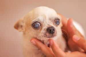Mi Perro Chihuahua Tiene Cataratas: ¿Cómo Se Pueden Tratar Y Qué Las Causas?