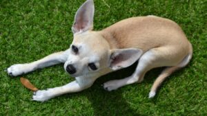 Mi Perro Chihuahua Tiene Ceguera: ¿Cuáles Son Las Principales Causas Y Cómo Prevenirla?