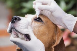 Mi Perro Chihuahua Tiene Conjuntivitis: ¿A Qué Se Debe Está Infección?