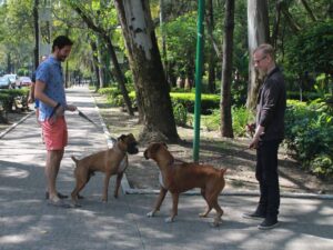 ¿Mi Perro Necesita Una Correa Si Vamos A Andar En Un Parque?: Descúbrelo
