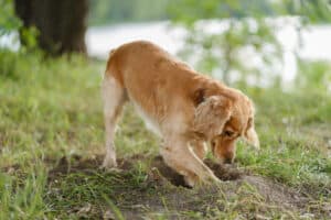 ¿Por Qué A Los Perros Les Gusta Enterrar Cosas?: Conoce Porqué Este Comportamiento